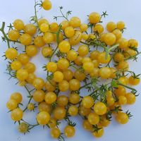 Reinhard Kraft Goldkirsche tomat